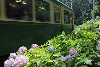 江ノ電と紫陽花の風景