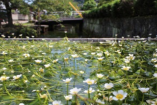 醒井宿遠景とバイカモの花