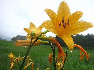 尾瀬・大江湿原、雨に濡れるニッコウキスゲ