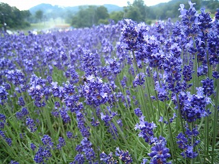 たんばらラベンダーパーク