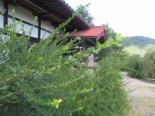 洞昌院の萩の風景