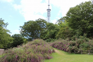 仙台市野草園