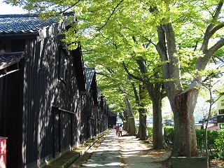 山居倉庫とケヤキ並木