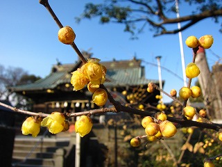 雷電神社とロウバイの風景