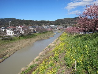保田川の頼朝桜