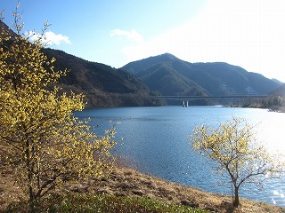 梅田湖と蝋梅の見える風景