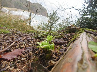 竹野海岸、蕗の薹の芽吹く風景