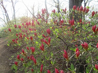 山躑躅の蕾と、芽吹の森の風景