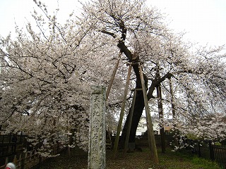 満開の石戸蒲ザクラの風景
