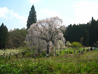 水中のシダレザクラの風景