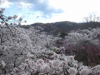 懐古園の桜
