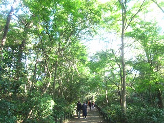 国立科学博物館附属自然教育園の風景
