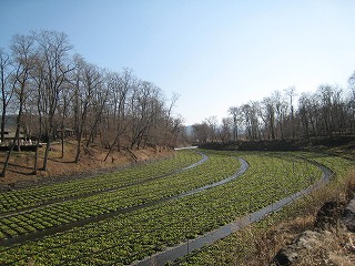 大王わさび農場、早春の風景