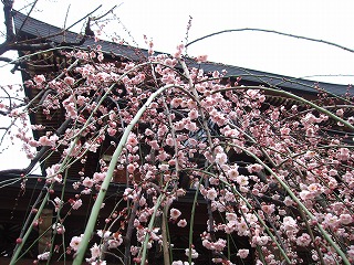湯島天神、枝垂梅の風景