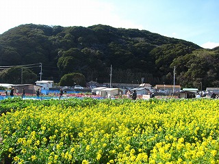 南房総・白間津の菜の花畑と山並みの風景