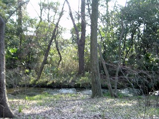 下鴨神社・糺の森と瀬見の小川の風景