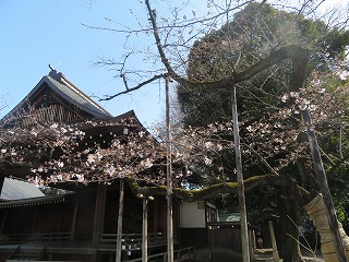靖国神社境内、東京のソメイヨシノ開花標本木の風景