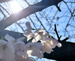 八瀬川の桜、2025年咲き始めの風景