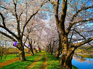 小貝川、福岡堰の桜並木の風景