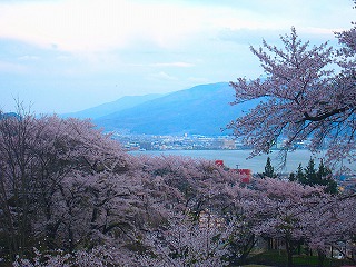 水月公園の桜と諏訪湖を望む風景