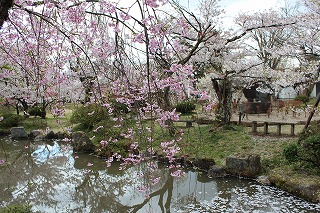 村松公園、満開の桜の名所の風景