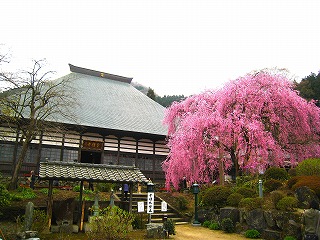 宝積寺、枝垂桜の風景