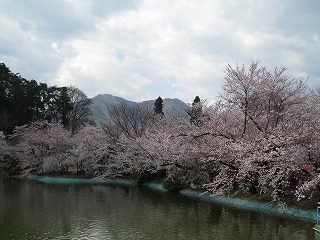 臥竜公園、満開の桜の風景
