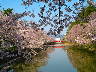 松が岬公園（米沢城址）、堀端の桜の風景