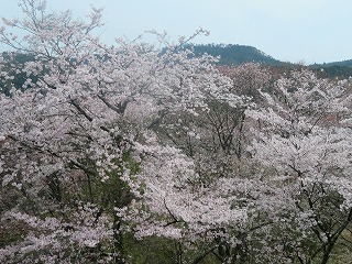 下千本の桜、満開の風景
