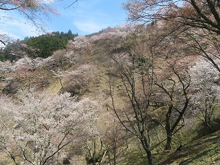 上千本、山桜に彩られる風景