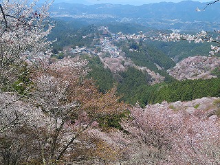 上千本の桜越しに蔵王堂を望む風景