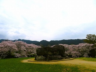 石舞台古墳、満開の桜との風景