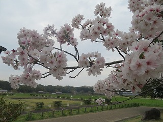 ソメイヨシノ咲く、飛鳥宮跡の風景