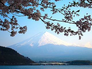 河口湖畔から見た桜と富士山の風景