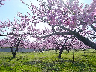 甲斐国分寺址付近の桃畑の風景