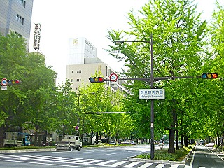 新緑の御堂筋の風景