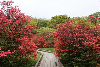 那須・八幡のつつじ群落の風景