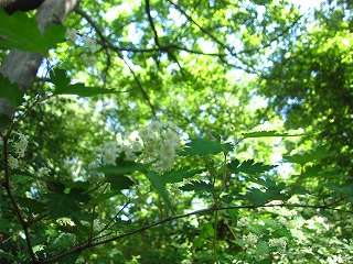 南沢湧水群近くの雑木林の風景