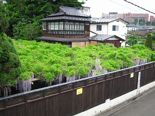 半子町の藤の風景