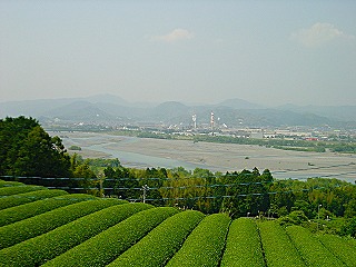 牧之原台地の茶畑と大井川越しに望む島田市街地の風景
