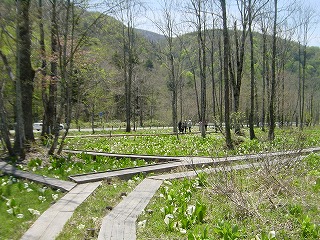 大清水湿原・水芭蕉の咲く風景