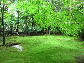 野宮神社、新緑とじゅうたん苔の風景