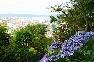 長谷寺から紫陽花越しに鎌倉市街を望む風景