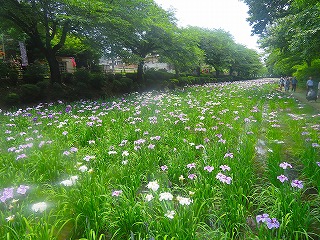 赤堀花しょうぶ園の風景