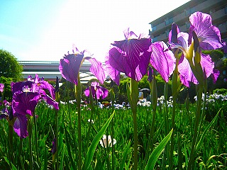 堀切菖蒲園・日差しを浴びる花菖蒲の風景