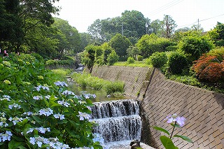 小野池あじさい公園の風景