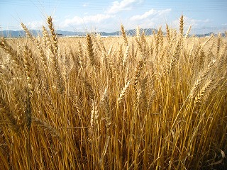 麦秋の水田、きらめく風景