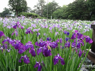 見頃を迎えた長井あやめ公園の風景
