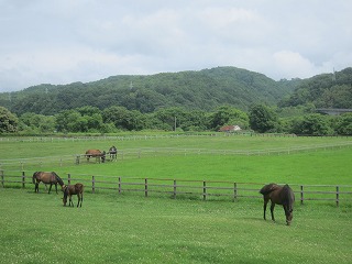 日高地方、競走馬の飼育される風景
