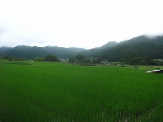 大原の里、水田の広がる風景